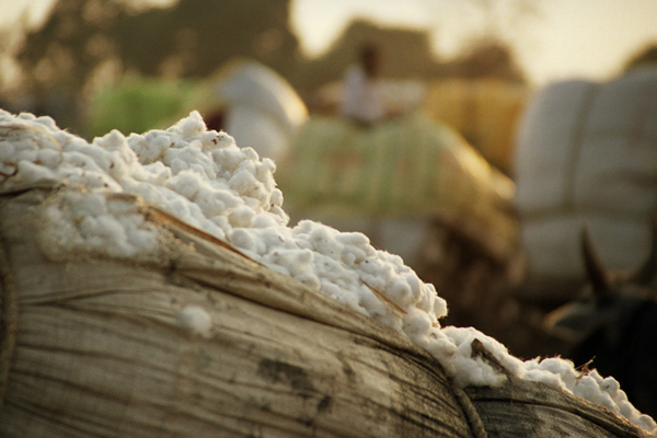 Egyptian Cotton is getting scarce