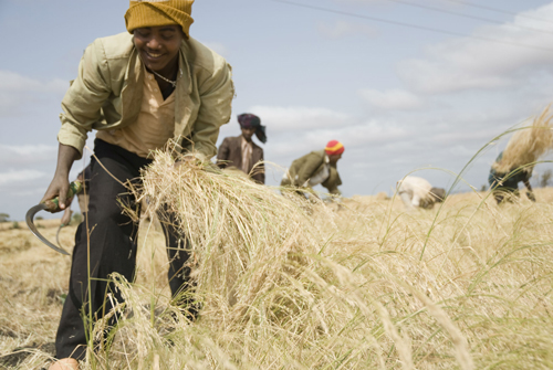 Teff: Ethiopian substitute for wheat