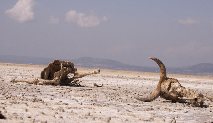 Ethiopia faces worst drought in decades
