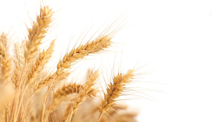 Egypt gets strict on imports qualities