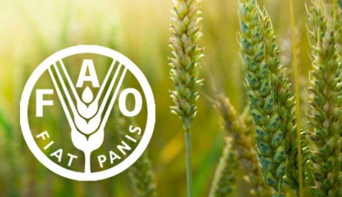 FAO’s study indicates the possibility of decreasing Egypt’s grain imports