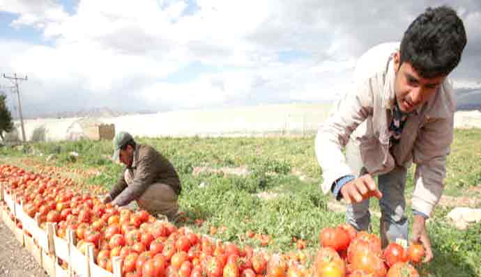 Egypt targets developing its food industries production to boost its current exports