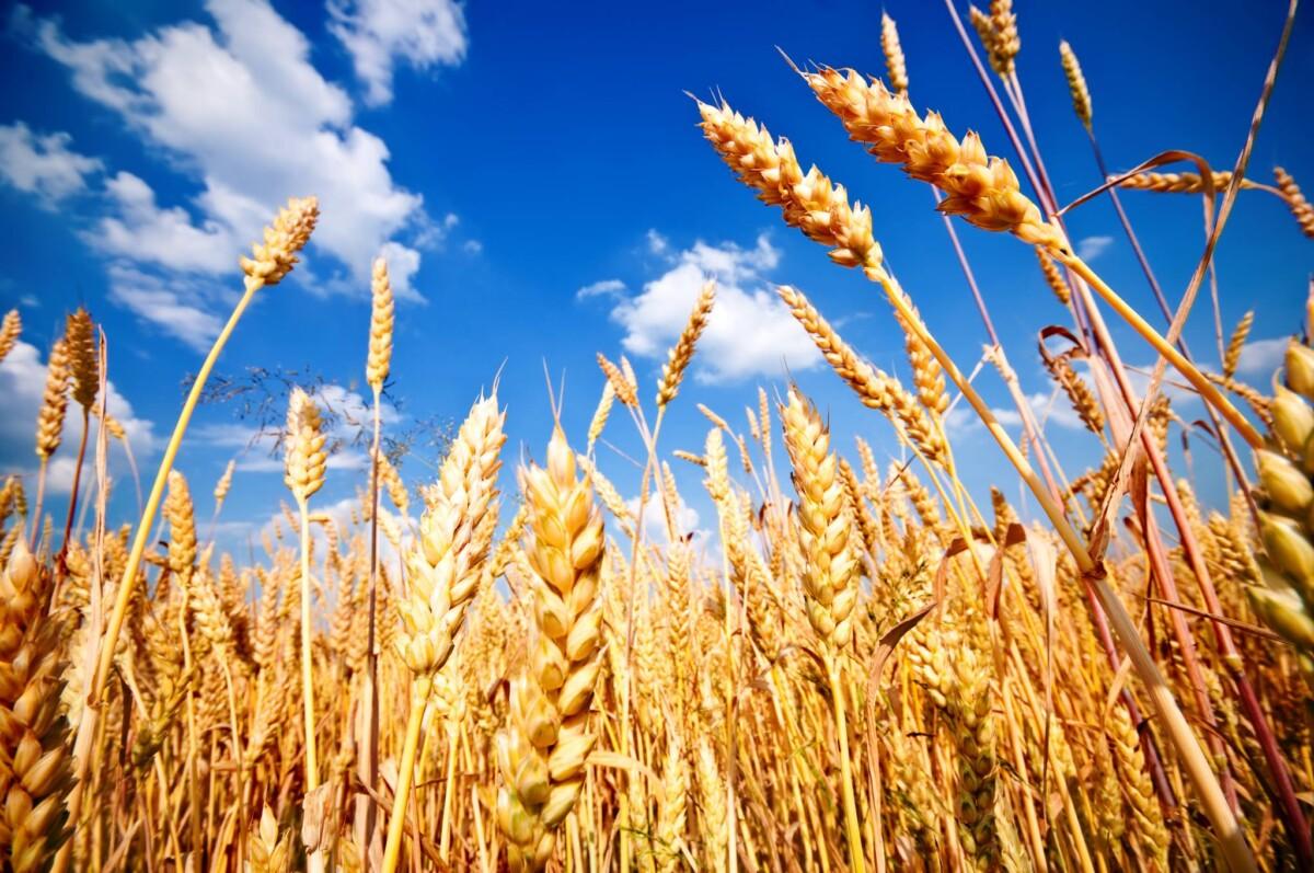 Wheat Production in Egypt forecasted to increase in 2024-25