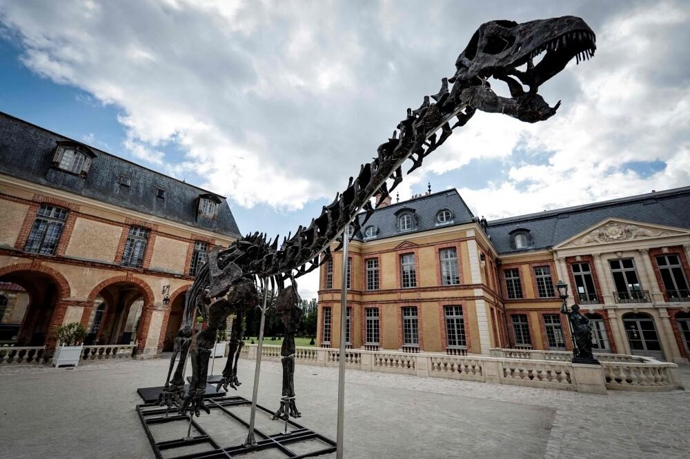 Ancient Titan ‘Vulcan’ Finds New Home: 150-Million-Year-Old Apatosaurus to Grace Museum Halls