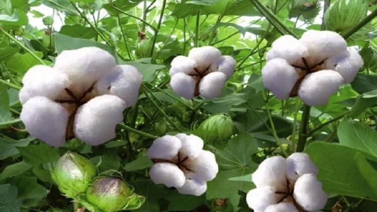 Reweaving Heritage: A Portland Startup Revitalizes Egyptian Cotton with Sustainable Fashion
