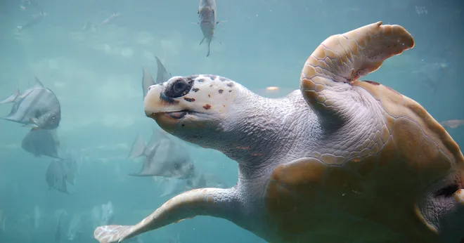Turtles Tap into GPS (Geographic Pole Sensing): The Latest in Animal Navigation