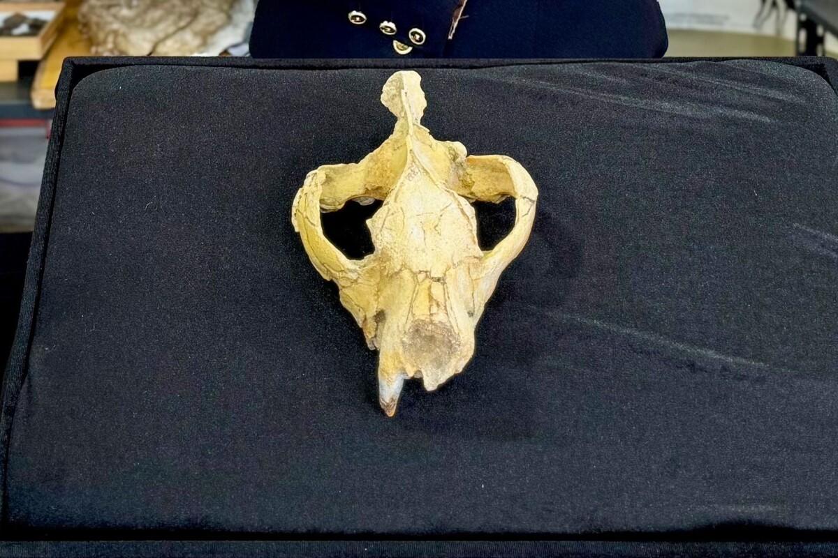 A 30-million-year-old Skull Discovery in the Egyptian desert