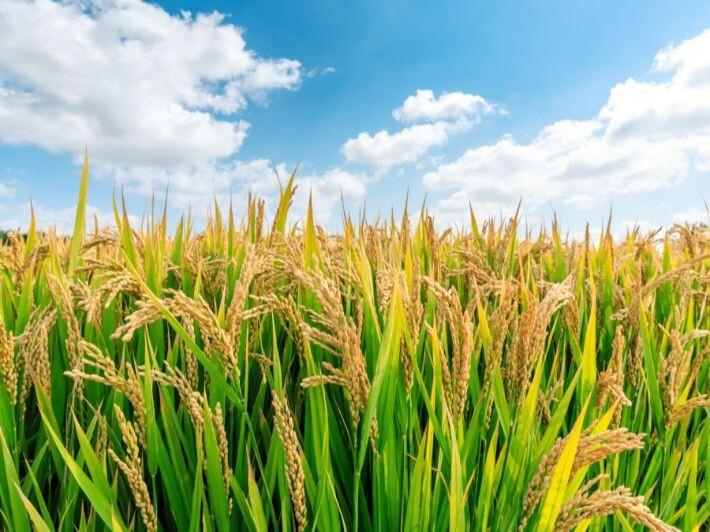 Egypt’s Rice Renaissance: A Model for Sustainable Agriculture