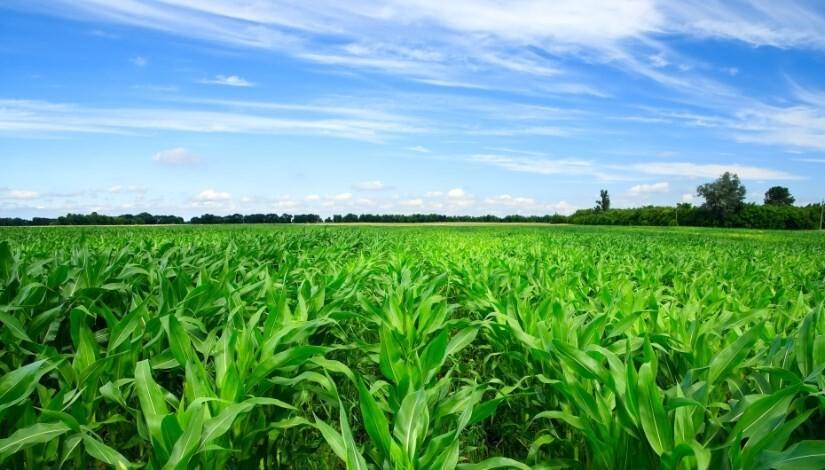 Egypt’s Agricultural Sector a growing key economic pillar and competitive player in international markets