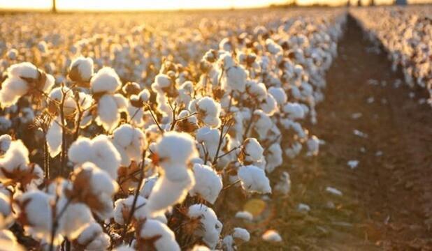 Egypt Achieves First-Ever Cotton Cultivation in the South Sinai Desert