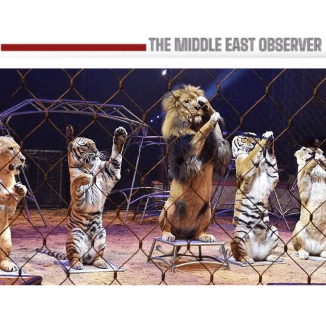 Egypt Bans Use of Animals in Tourism Entertainment Venues