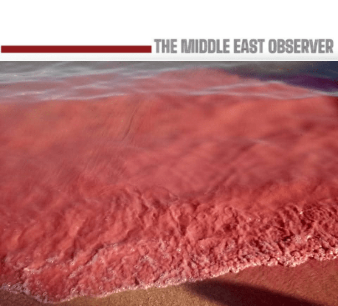 Red Sea Advances Digital Environmental Oversight in Hurghada