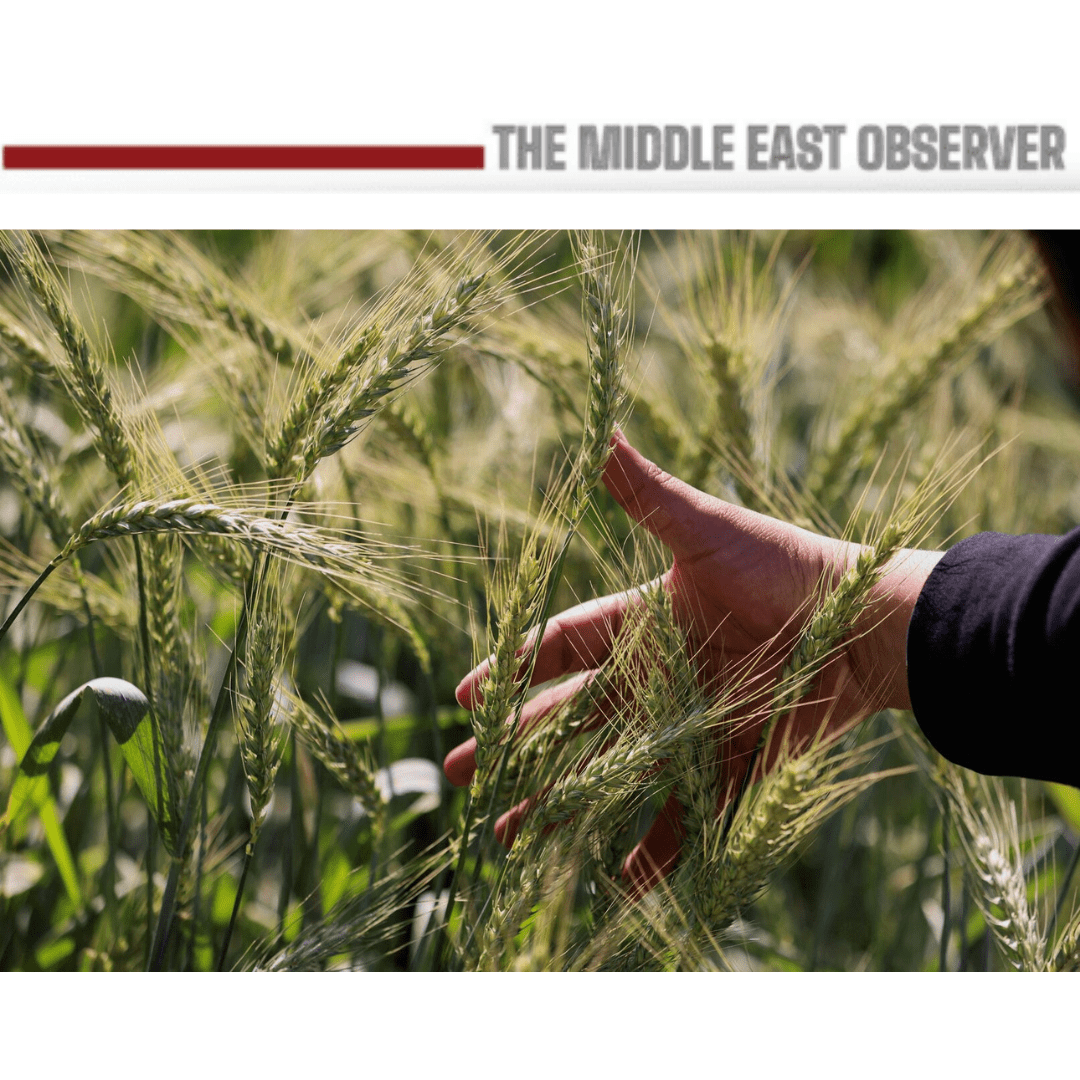 Cultivated Wheat Area Jumps by 600,000 Feddans in 2025/2026 Season