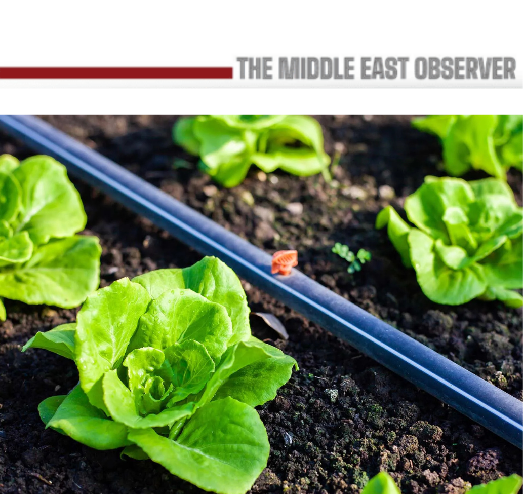 OECD Urges Egypt to Shift from Food Subsidies to Innovation-Led Agriculture Agriculture