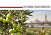 Egypt Shifts Olive Strategy From Volume to Value